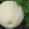 5 WHITE CASPER PUMPKIN White Skin Orange Flesh Cucurbita Maxima Vegetable Seeds