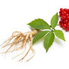 25 AMERICAN GINSENG Panax Quinquefolius Shade Herb Seeds