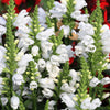 50 WHITE Showy OBEDIENT PLANT (False Dragon Head) Physostegia Virginiana Flower Seeds