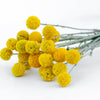20 Yellow BILLY BUTTONS / WOLLYHEADS Craspedia Globosa Flower Seeds