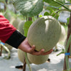 200 HALE'S Best JUMBO CANTALOUPE Orange Muskmelon Cucumis Melo Melon Fruit Seeds