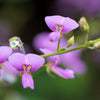 200 SHOWY PINK TREFOIL Stick Tights Desmodium Canadense Flower Seeds