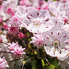 50 MOUNTAIN LAUREL White Pink Red Kalmia Latifolia Shrub Bush Seeds