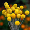 20 Yellow BILLY BUTTONS / WOLLYHEADS Craspedia Globosa Flower Seeds