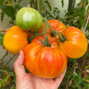 50 PINEAPPLE TOMATO Heirloom Beefsteak Indeterminate Solanum Fruit Vegetable Seeds