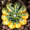 15 CARNIVAL SQUASH Winter Cucurbita Pepo Vegetable Seeds