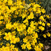 500 Organic GOLDEN FLAX Yellow Linseed Common Linum Flavum Flower Seeds