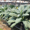 1500 LACINATO KALE Dinosaur Tuscan Black Brassica Oleracea Vegetable Seeds