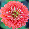 250 SALMON QUEEN ZINNIA Elegans California Giant Double Flower Seeds