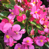 25 Rose PINK WAX BEGONIA Semperflorens Fibrous Shade Flower Seeds