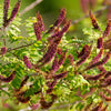 50 FRAGRANT FALSE INDIGO (Dwarf Wild Indigo) Amorpha Nana Flower Seeds