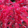100 Tricolor EARLY SPLENDOR AMARANTHUS Hypochondricus Flower Seeds