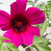 10 KENAF HIBISCUS Cannabinus Indian Hemp Red Flower Seeds