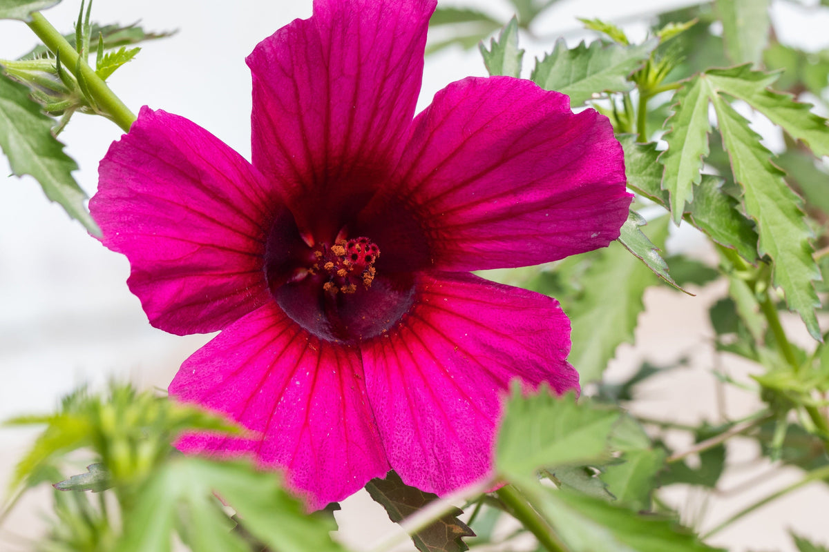 Kenaf Hibiscus Seeds – Cannabinus Indian Hemp Red Flower – photo 3