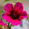 10 KENAF HIBISCUS Cannabinus Indian Hemp Red Flower Seeds