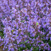 50 PERSIAN CATMINT Mussins Nepeta Racemosa Flower Seeds