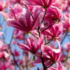 5 SAUCER MAGNOLIA x Soulangeana Denudata & Liliiflora 5 - 10" Pink & White Flower Tulip Tree Seeds