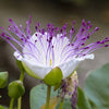 20 CAPER BUSH Edible Capers Flinders Rose Flower Capparis Spinosa Shrub Seeds