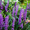 5 LILYTURF Liriope Muscari aka Big Blue Lily Turf / Monkey Grass Flower Seeds
