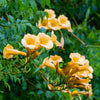 10 YELLOW HUMMINGBIRD TRUMPET Vine Flower Campsis Radicans Flava Climber Seeds