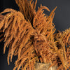 100 Organic HOT BISCUITS AMARANTHUS Cruentus Coppery Bronze Plumes Flower Seeds