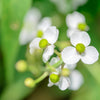 500 White Broadleaf ARROWHEAD Sagittaria Latifolia POND WETLAND Flower Seeds