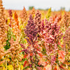 Organic Brilliant Rainbow Quinoa Seeds – Mix Mixed Colors Chenopodium Grain Greens Vegetable – photo 7