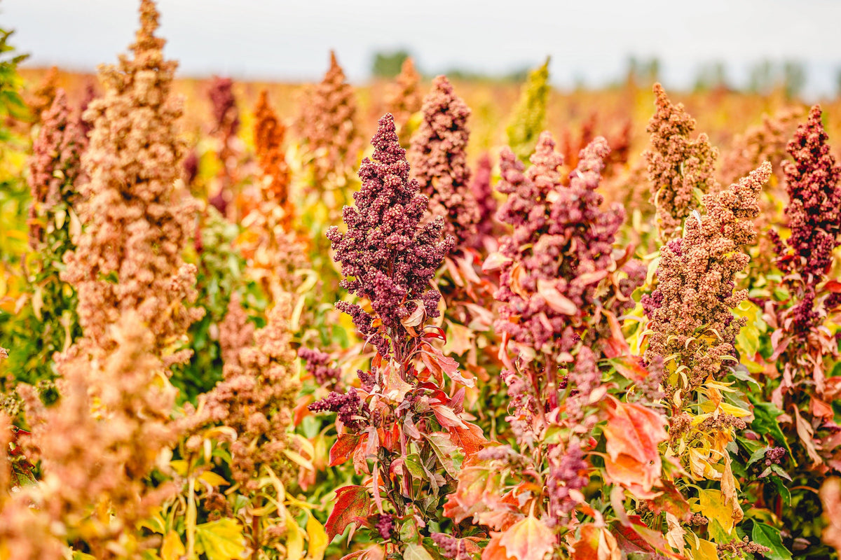 Organic Brilliant Rainbow Quinoa Seeds – Mix Mixed Colors Chenopodium Grain Greens Vegetable – photo 7