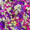 50 Pacific Mix STATICE (Sea Lavender) Mixed Colors  Limonium Sinuatum Flower Seeds
