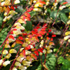 Firecracker Vine Seeds – Flower Mina Lobata Exotic Love Spanish Flag Ipomoea – photo 2