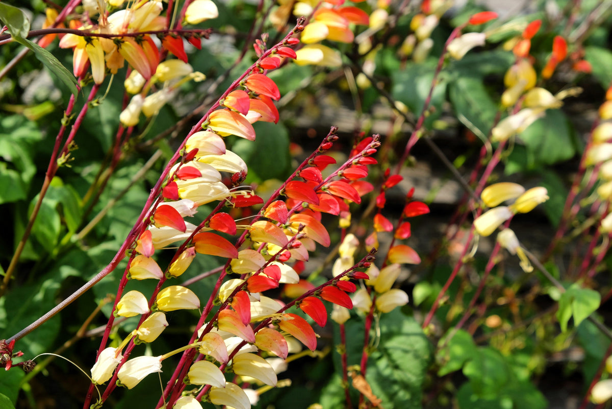 Firecracker Vine Seeds – Flower Mina Lobata Exotic Love Spanish Flag Ipomoea – photo 2
