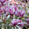 5 SAUCER MAGNOLIA x Soulangeana Denudata & Liliiflora 5 - 10" Pink & White Flower Tulip Tree Seeds