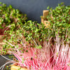 100 PINK SUMMERSICLE RADISH Raphanus Sativus Root Vegetable Seeds