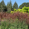 10 RED MAIDEN GRASS Miscanthus Sinensis Plumes Ornamental Flower Seeds