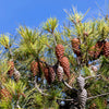 5 Pine Nut ITALIAN STONE PINE Pinus Pinea Umbrella Tree Seeds