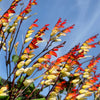 Firecracker Vine Seeds – Flower Mina Lobata Exotic Love Spanish Flag Ipomoea