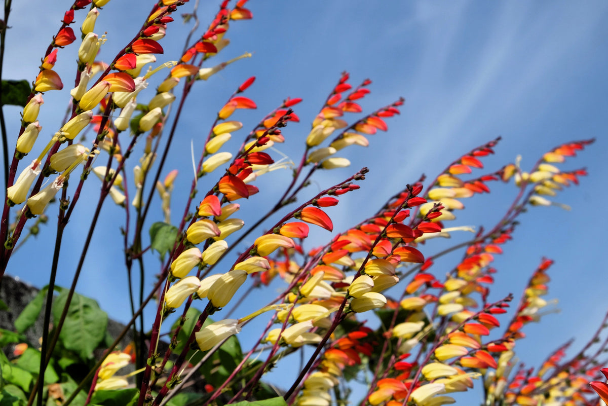 Firecracker Vine Seeds – Flower Mina Lobata Exotic Love Spanish Flag Ipomoea