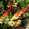 Firecracker Vine Seeds – Flower Mina Lobata Exotic Love Spanish Flag Ipomoea – photo 3