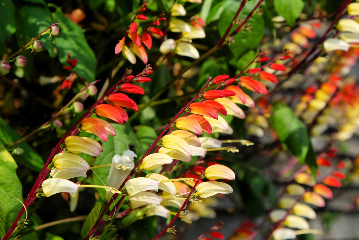 Firecracker Vine Seeds – Flower Mina Lobata Exotic Love Spanish Flag Ipomoea – photo 3