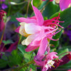 50 ROSE STAR COLUMBINE Aquilegia Caerulea Bicolor Rose Pink & White Flower Seeds