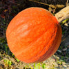 30 GOLDEN HUBBARD SQUASH Genesee Red Buttercup Cucurbita Pepo Vegetable Seeds