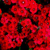 800 RED DRUMMOND PHLOX (Texas Pride) Phlox Drummondii Flower Seeds