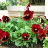 50 RED & BROWN PANSY Swiss Giant Violet Viola Wittrockiana Flower Seeds