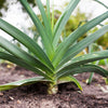 800 AMERICAN FLAG LEEK (Large Leek) Allium Porrum Vegetable Seeds