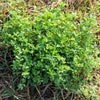 Cimarron Alfalfa Seeds – Medicago Sativa Ground Cover Forage Purple Flower – photo 4