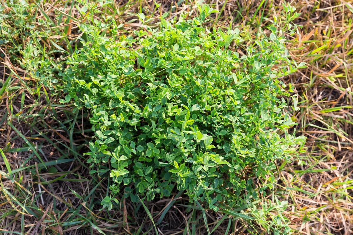 Cimarron Alfalfa Seeds – Medicago Sativa Ground Cover Forage Purple Flower – photo 4