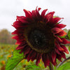 25 Red VELVET QUEEN SUNFLOWER Helianthus Annuus Flower Seeds