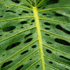 5 Organic SPLIT LEAF PHILODENDRON Monstera Deliciosa Swiss Cheese Plant Vine Seeds