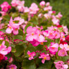 25 Rose PINK WAX BEGONIA Semperflorens Fibrous Shade Flower Seeds