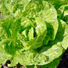 3000 LITTLE GEM LETTUCE Small Romaine Butterhead Lactuca Sativa Vegetable Seeds